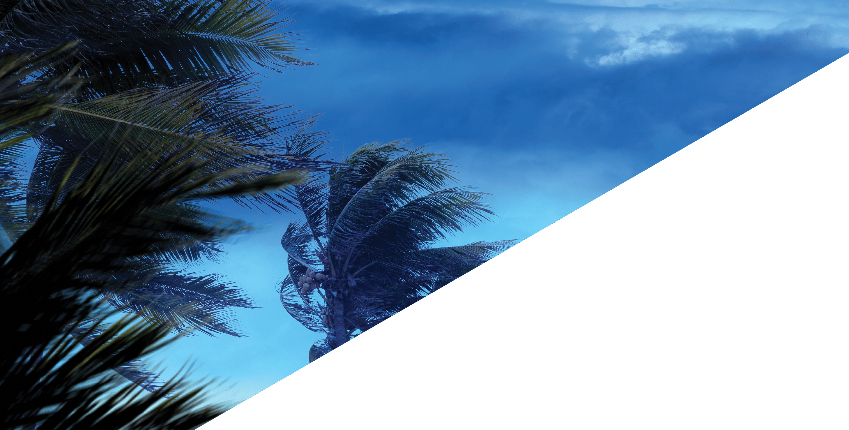 Palm tree leaves waving in windy tropical storm over dark clouds in Florida