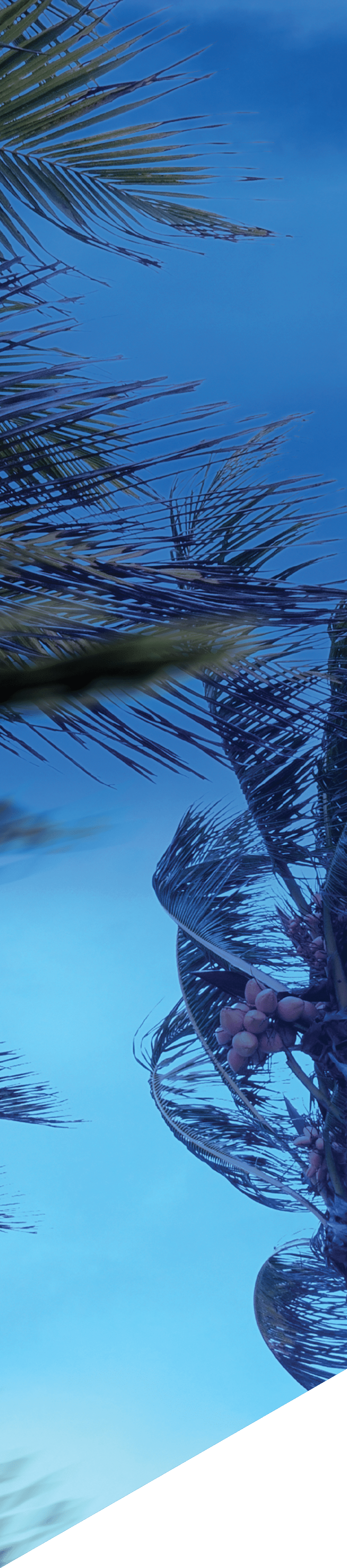 Palm tree leaves waving in windy tropical storm over dark clouds in Florida